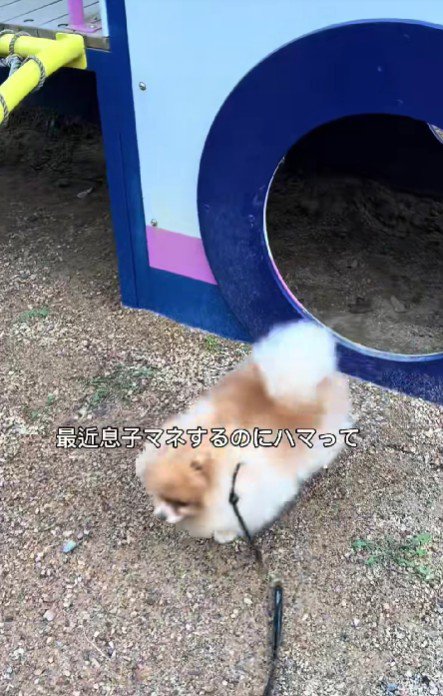 ちょっちゃんが遊ぶと…