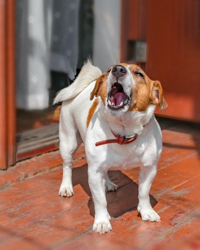 上を向いて激しく吠えている犬