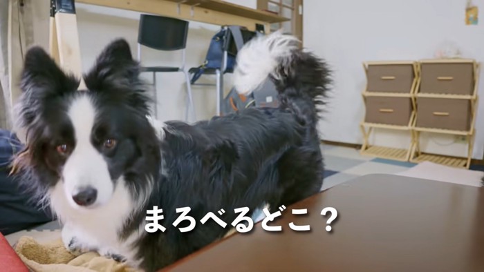 犬のアップ