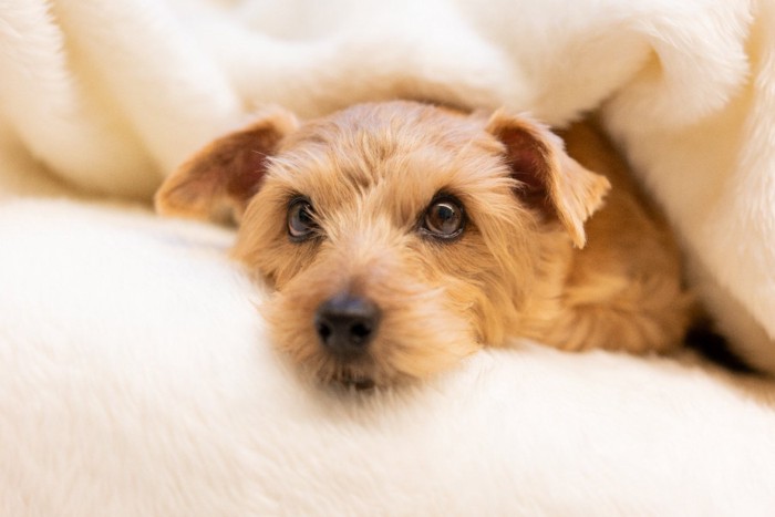 ブランケットに包まれる犬