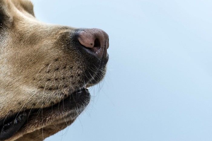 犬の鼻