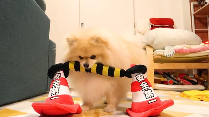 オナラした？と疑うモチちゃん