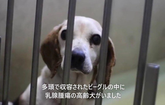 檻の向こうからカメラを見つめる犬