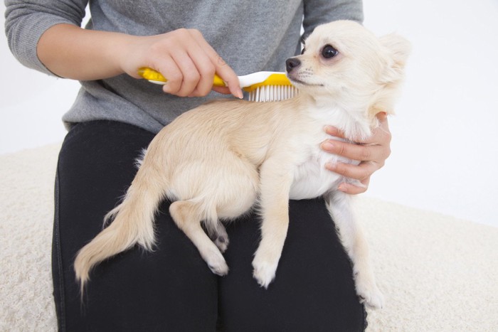 膝の上で犬のブラッシングをする