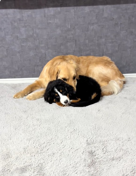 子犬に顎乗せするゴールデンさん