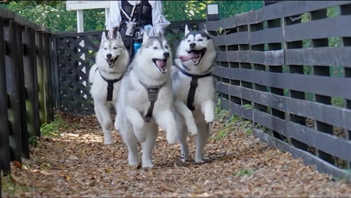 落ち葉の上を並列して走る3匹の犬