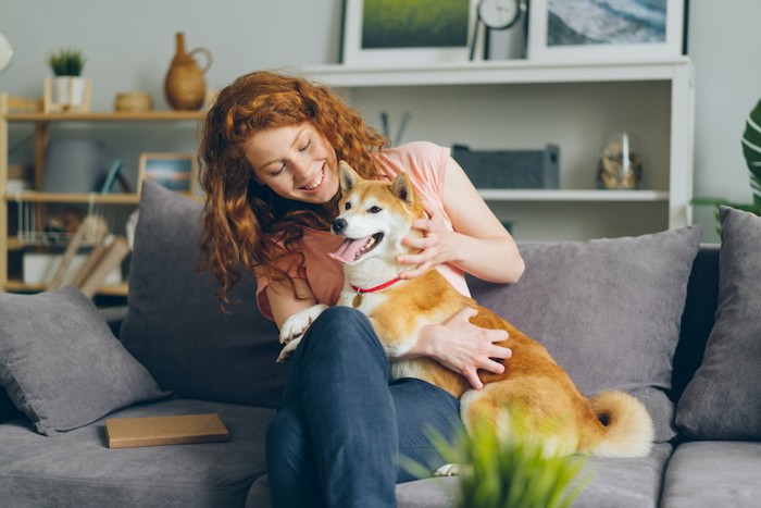 ソファーに座る女性の膝に乗る柴犬