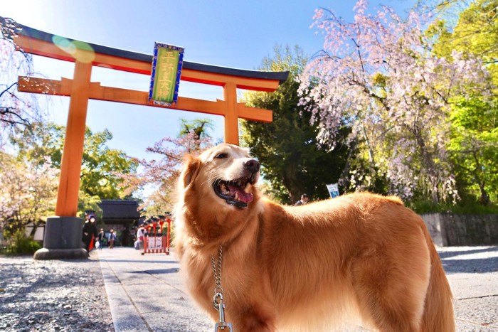 神社の鳥居とゴールデン