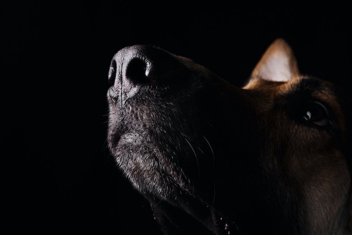 暗闇の中で上をみる犬の口元のアップ