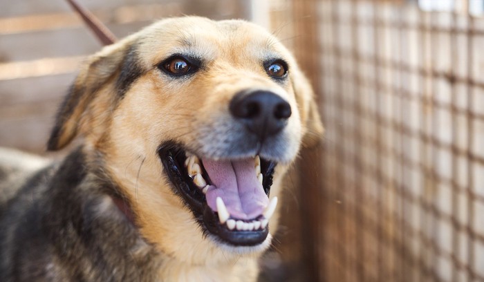 犬舎の中の犬