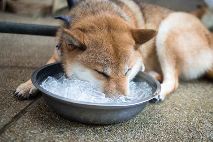 氷に顔を突っ込む柴犬