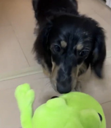 おもちゃを見る犬