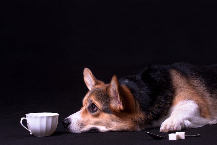 カップの前で寝そべる犬