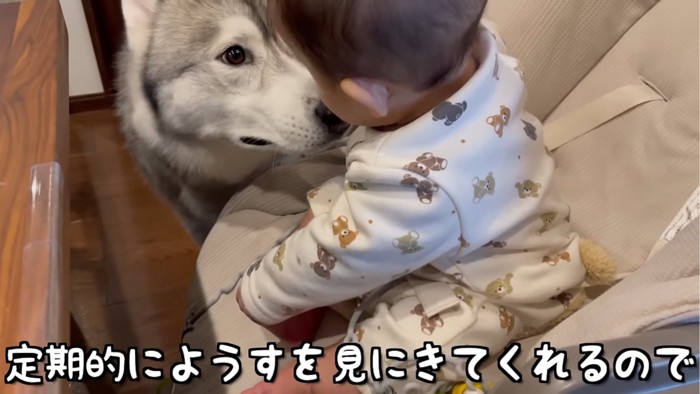 赤ちゃんを見つめる犬