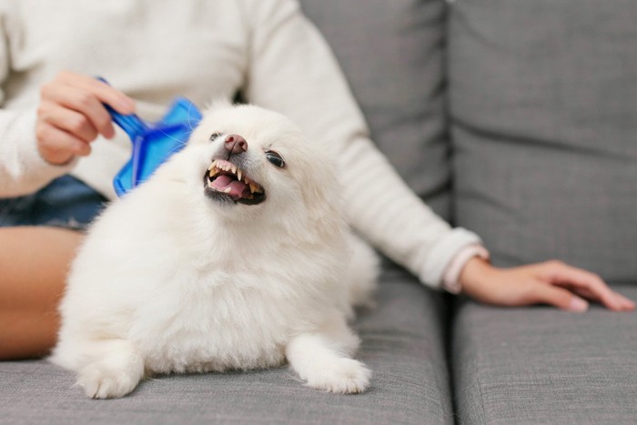 ブラッシングされて怒る犬