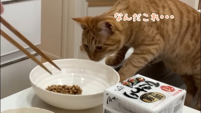 よもぎちゃん＆だいず君の納豆への反応2