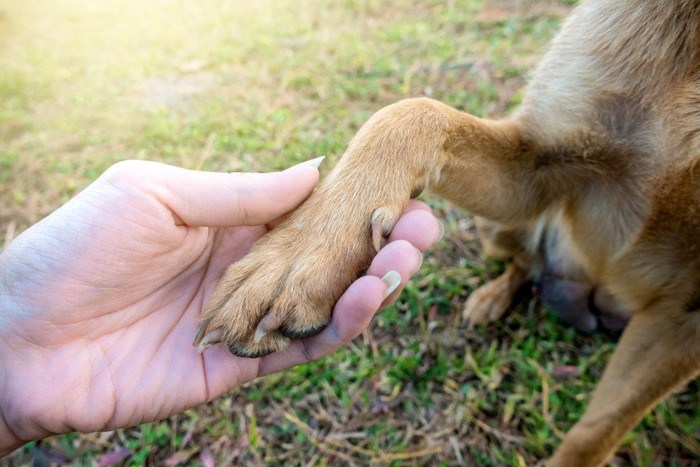 握手する犬と人