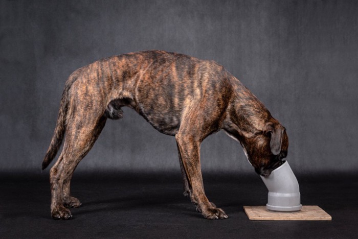 ノーズワークの練習中の犬