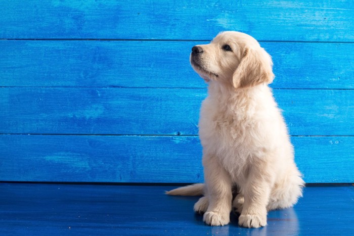 青い背景の子犬