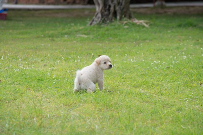 芝生におしっこする白い犬