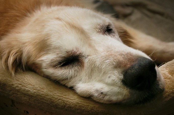 寝たきりの犬