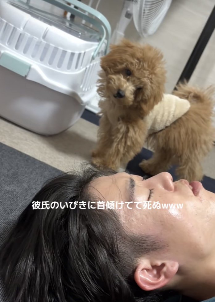寝ている男性を首を傾げて見つめるトイプー