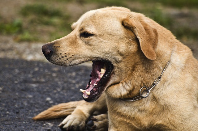 目線を外してあくびする犬