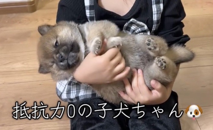 腕の中でくつろぐ子犬