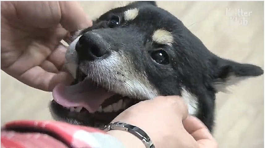 人懐っこい犬