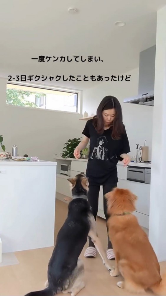 キッチンにあつまる犬2匹