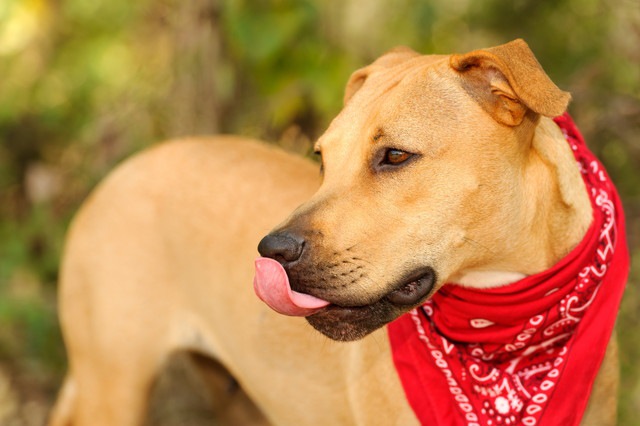 バンダナを巻いた犬