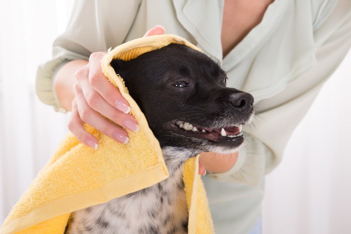 タオルで体を拭かれている犬