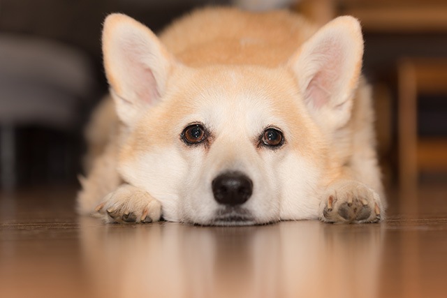 飼い主を見上げる犬