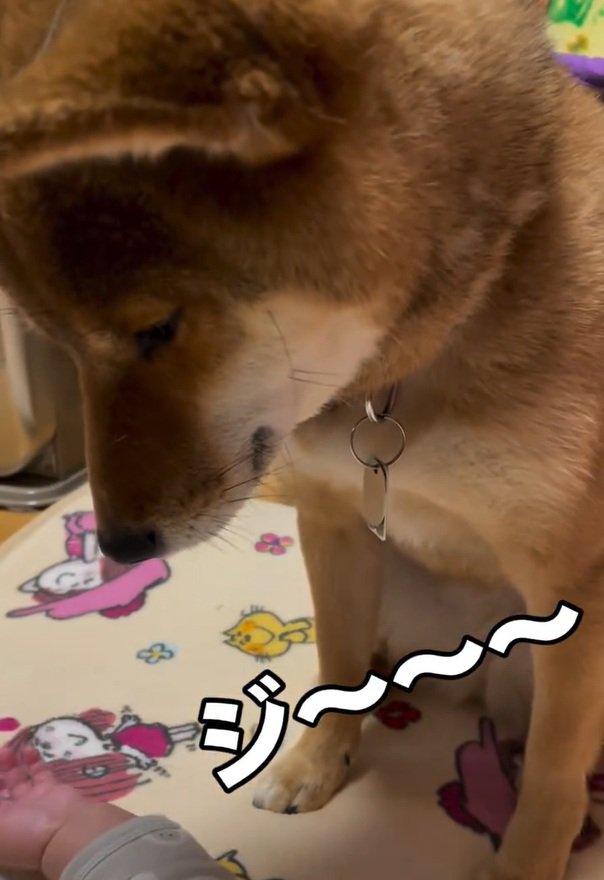 息子さんを見つめるきなこちゃん3