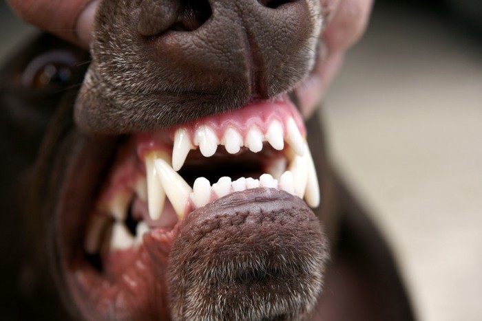 歯を見られている犬