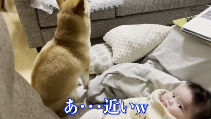 赤ちゃんのそばにいる柴犬