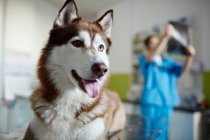 動物病院にいるハスキー