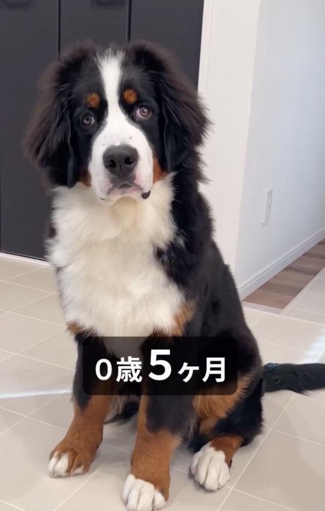 生後5ヶ月の子犬