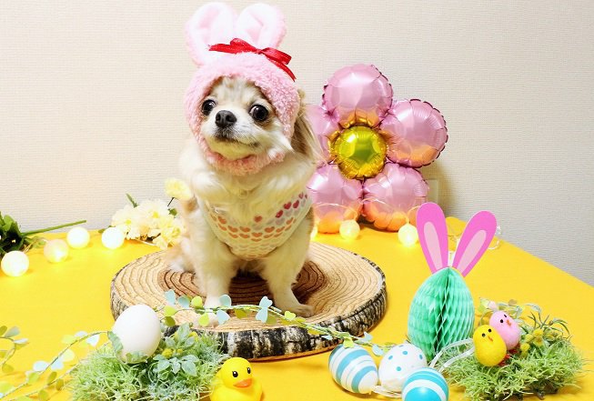 撮影モデルをしている犬