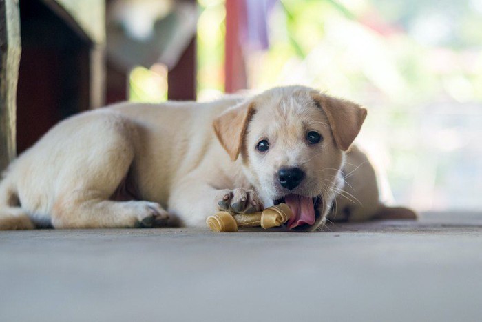 おやつのガムを食べている犬