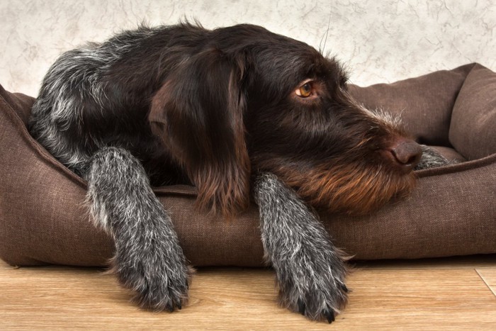 犬用ベッドでくつろぐ犬