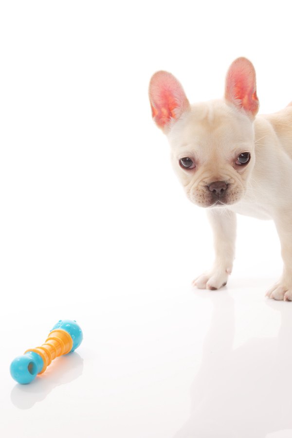 オモチャとフレンチブルドッグの子犬