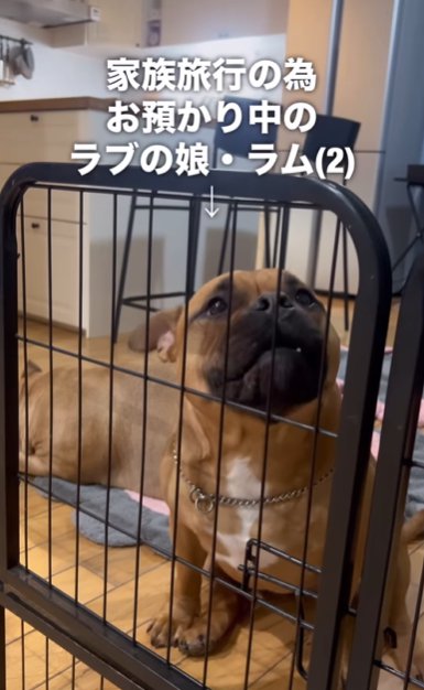 柵越しに座ってお喋りするアメリカンブリー