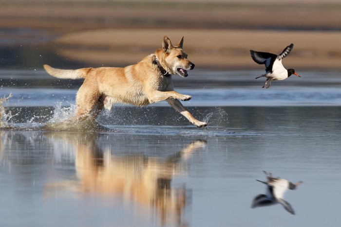 鳥を追う犬