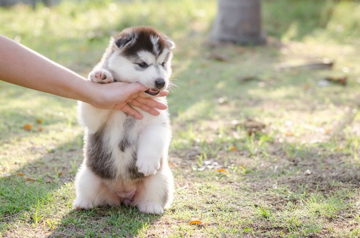 指を噛むハスキーの子犬