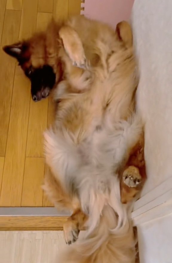 クネクネするジーボくん