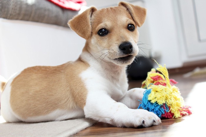 おもちゃを持っている犬