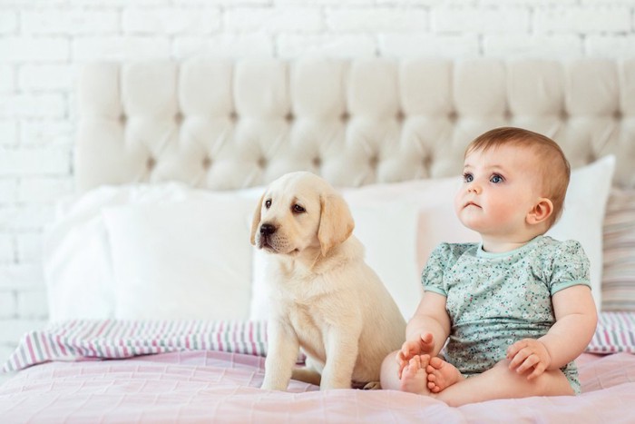 ベッドに座る赤ちゃんと子犬