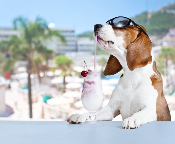 ドリンクを飲む犬