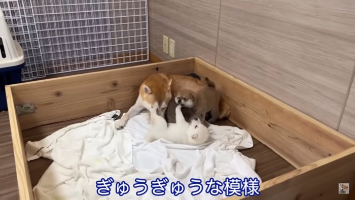 窮屈そうな子犬たち